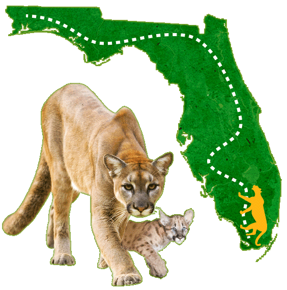 Panther Map