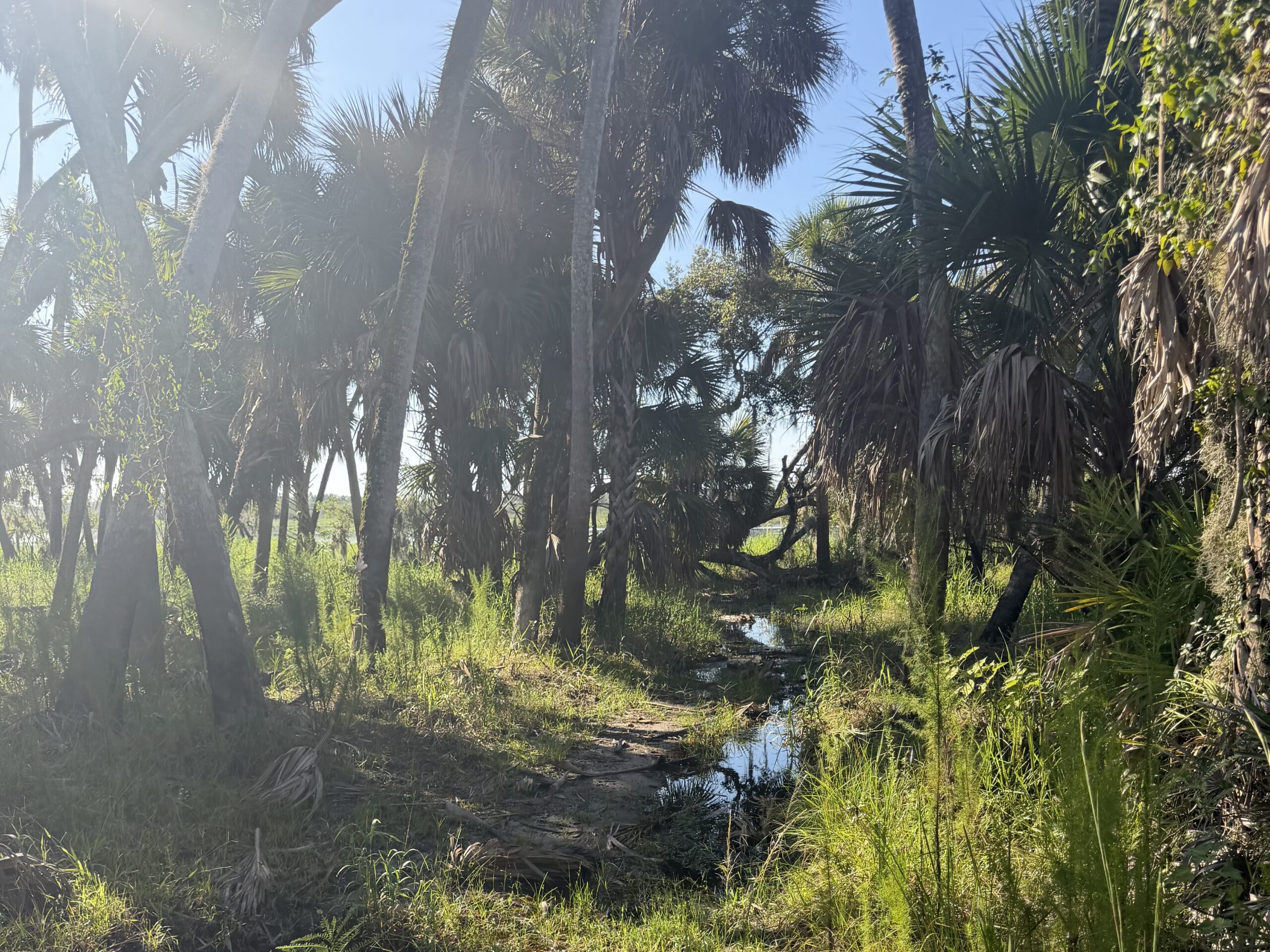 Myakka River