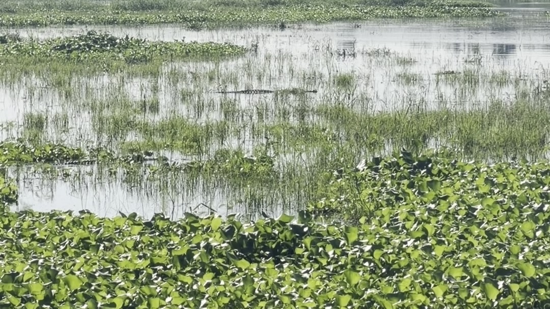 Myakka River