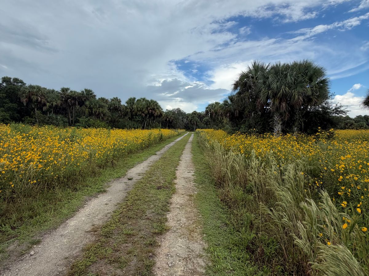 Sunflowers at Pepper Ranch Preserve