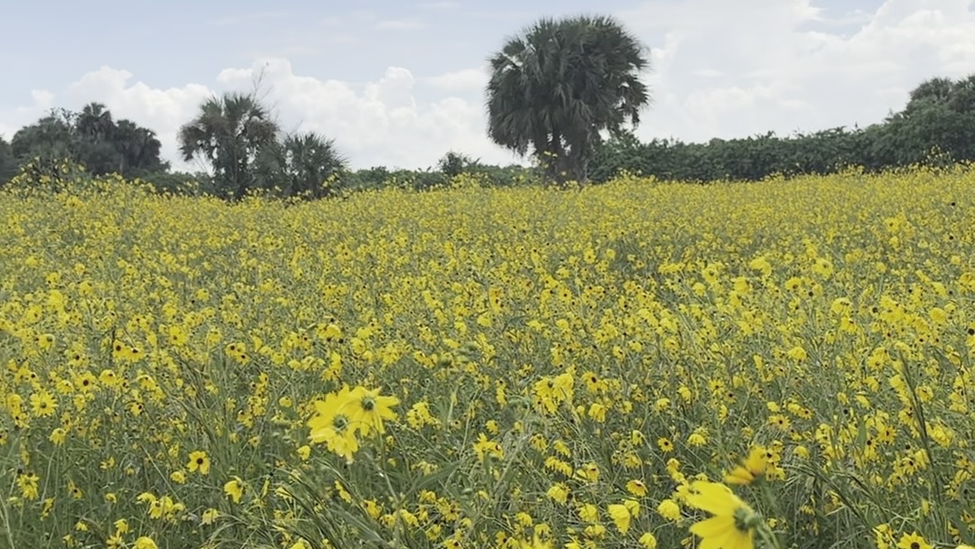 Sunflowers at Pepper Ranch Preserve
