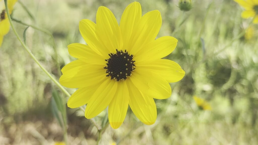 Sunflowers at Pepper Ranch Preserve