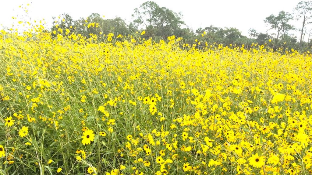 Sunflowers at Pepper Ranch Preserve