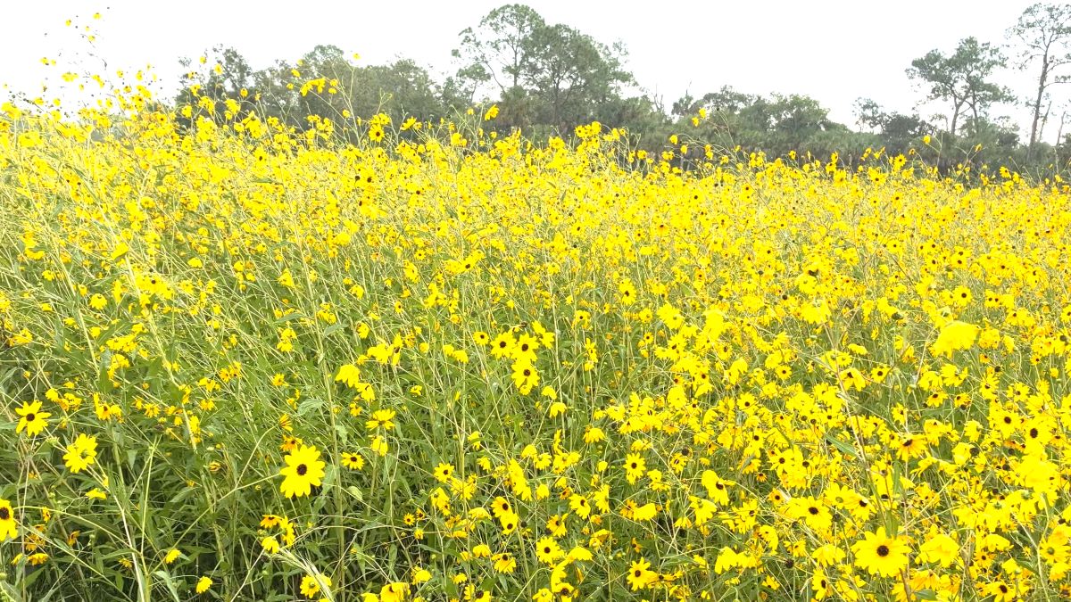 Sunflowers at Pepper Ranch Preserve