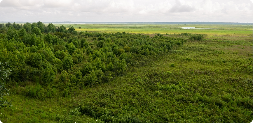 The Florida Wildlife Corridor
