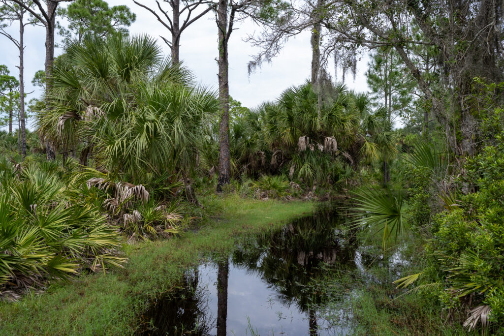Adventure Guide to Werner-Boyce Salt Springs State Park: Hiking trail