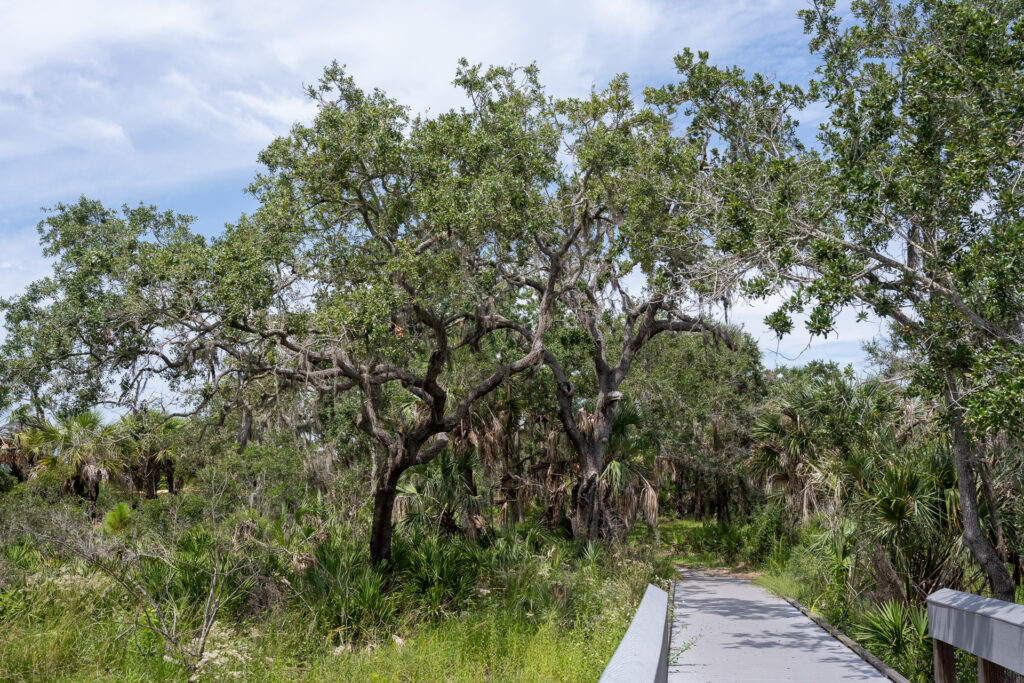 Adventure Guide to Werner-Boyce Salt Springs State Park: Hiking Trail