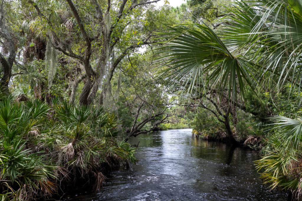 Adventure Guide to Werner-Boyce Salt Springs State Park: Spring Run