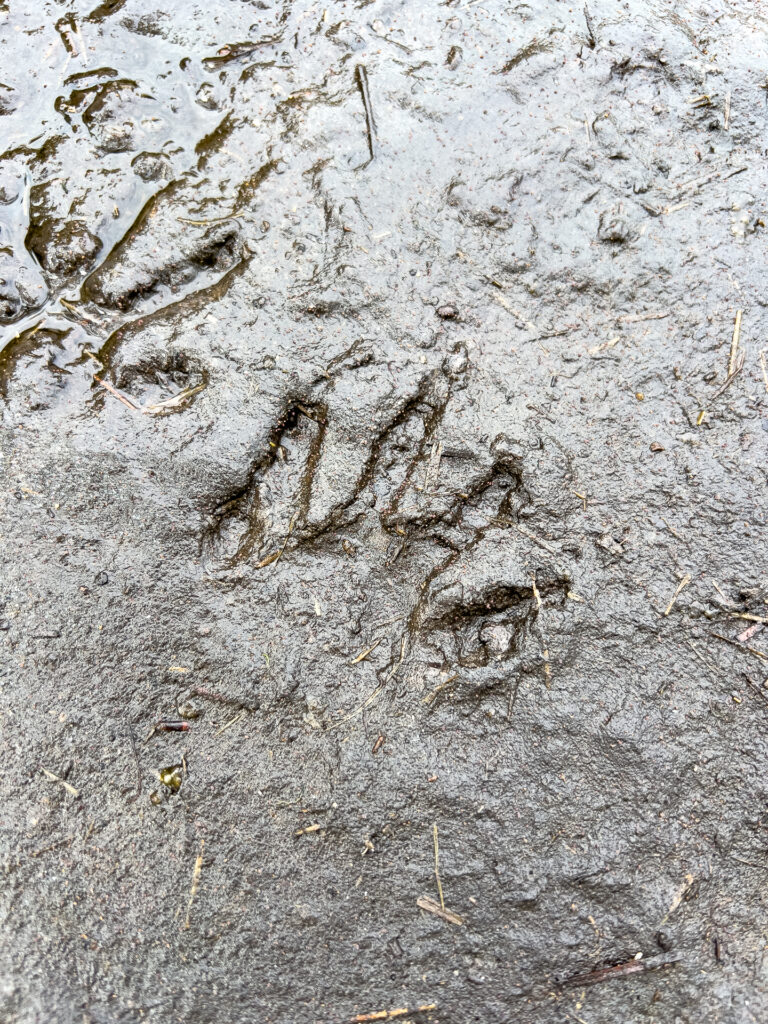 Adventure Guide to Werner-Boyce Salt Springs State Park: Raccoon print in the mud