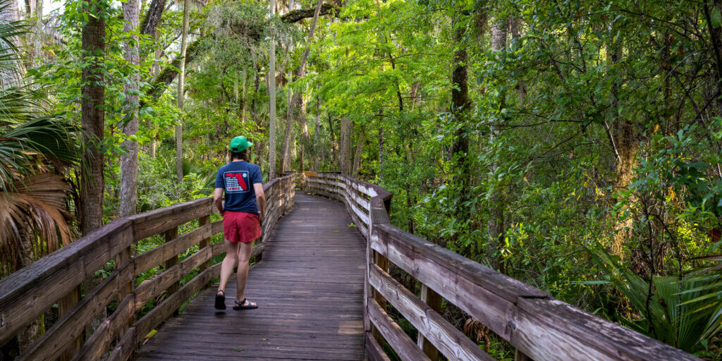 A woman in pink shorts, a blue shirt, and a green hat walks away from the camera on a wide boardwalk surrounded by trees in Blue Springs State Park.