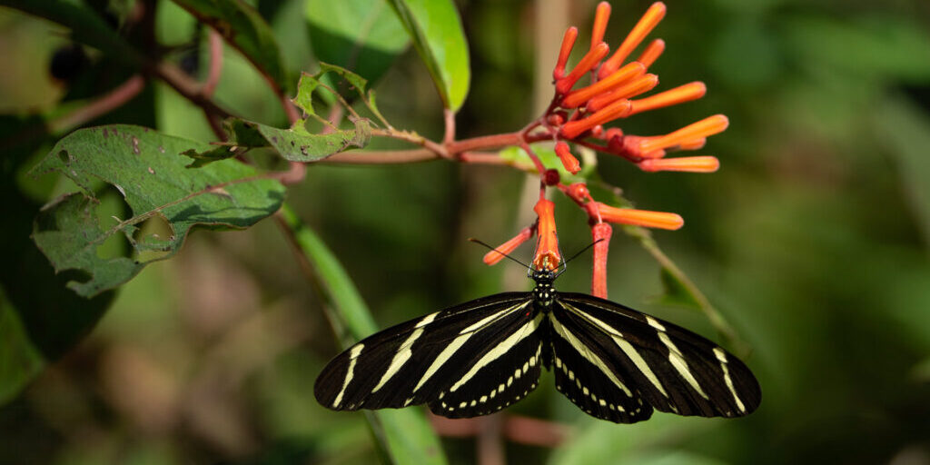 A Zebra Longwing butterfly (Heliconius charithonia) is nectaring on the bright orange flowers of a Firebush (Hamelia patens). The butterfly is drinking nectar from the flower to obtain energy.