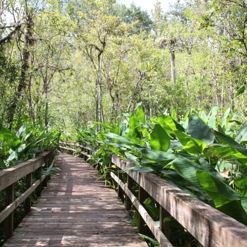 Highlands Hammock