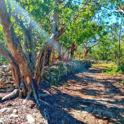 Lignumvitae Botanical Gardens State Park