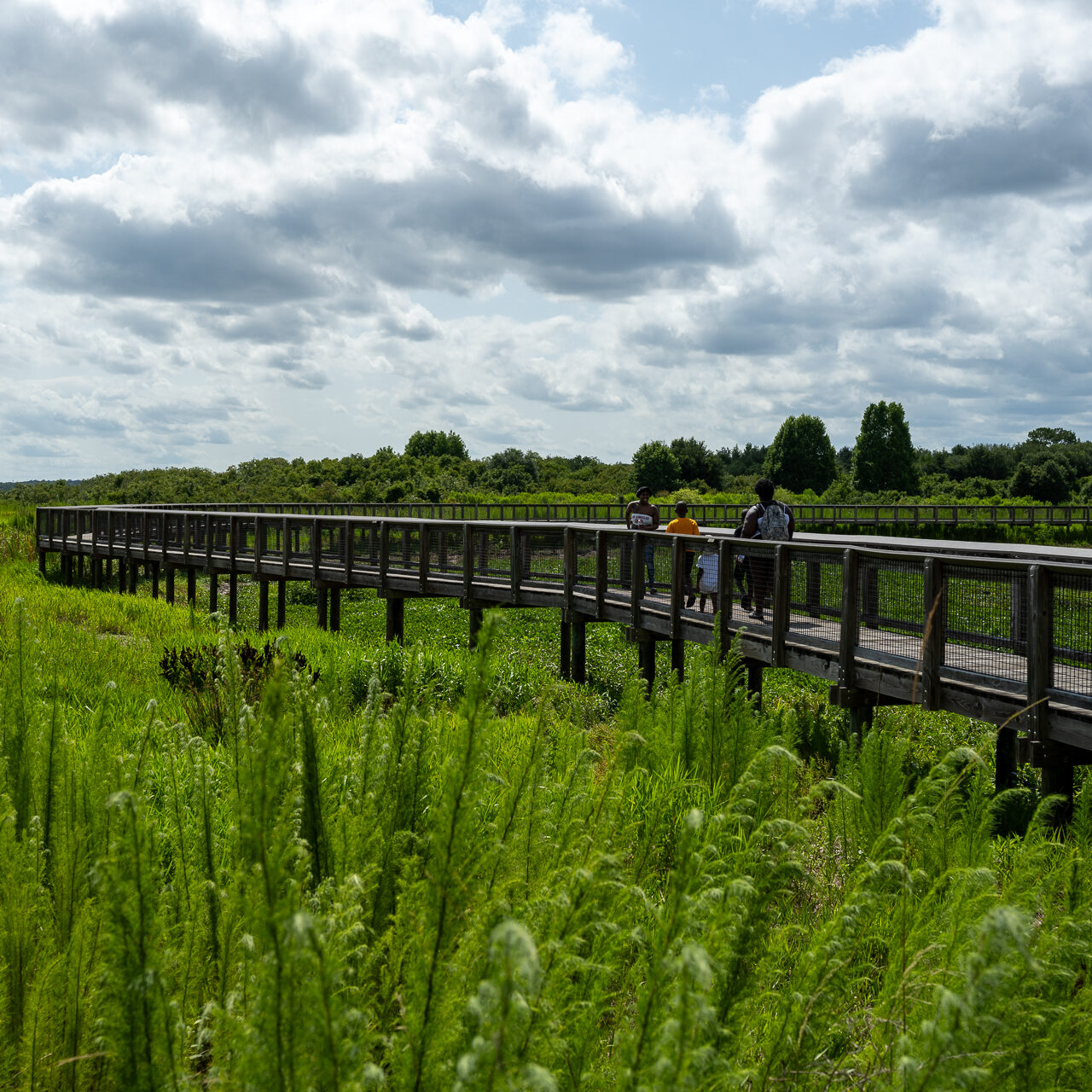 Paynes Prairie