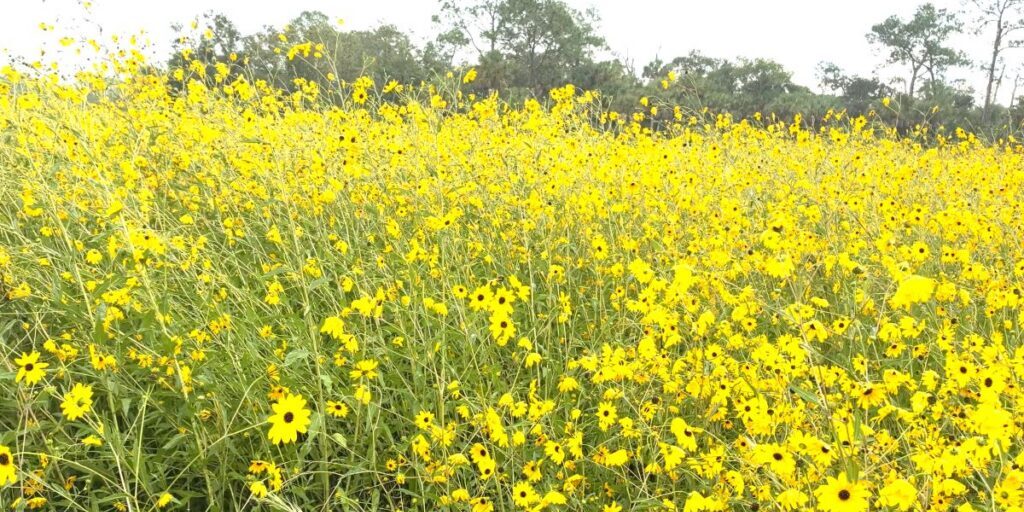 Sunflowers at Pepper Ranch Preserve