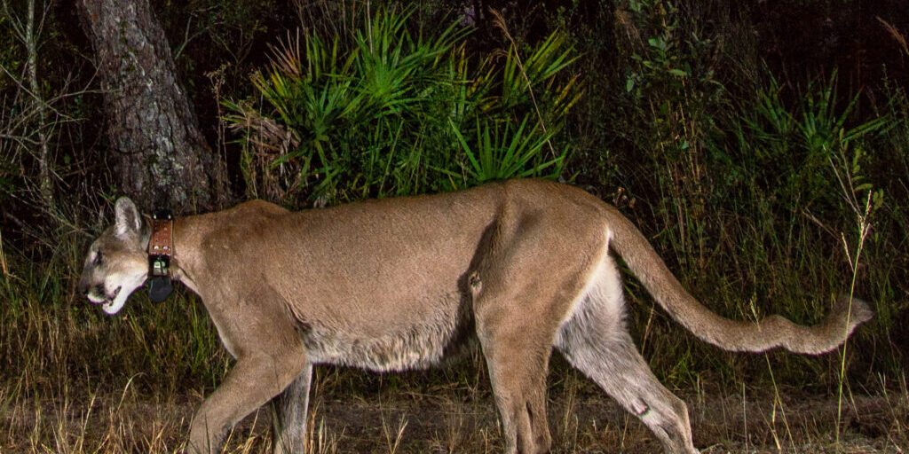 Broketail, one of Southwest Florida’s most beloved panthers, captured by fStop Foundation’s Galaxy Cam.