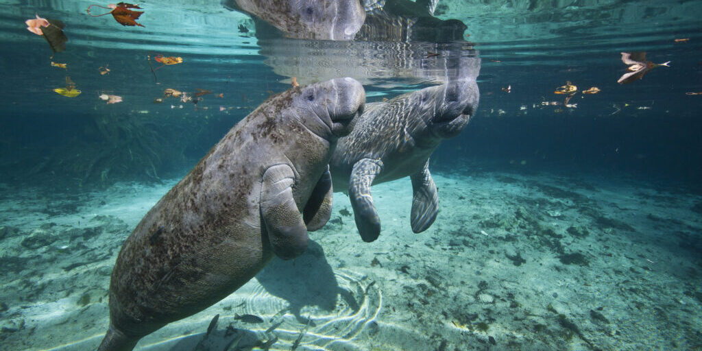 Portrait of a West Indian manatee mother and baby (cow and calf),  or "Sea Cow" (Trichechus manatus), Crystal River, Three Sisters Spring, Florida.