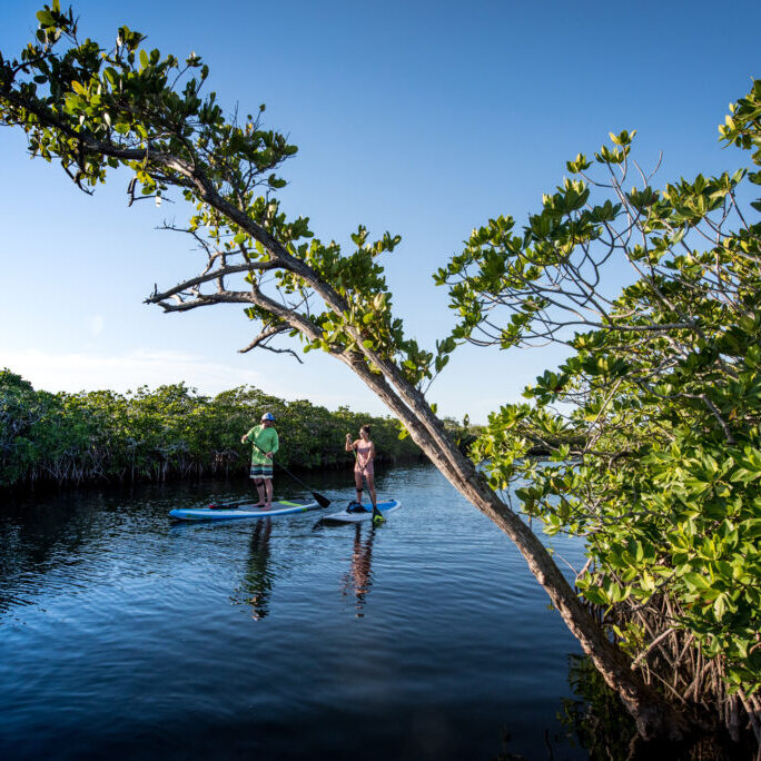 standup paddling (SUP) in the mangroves