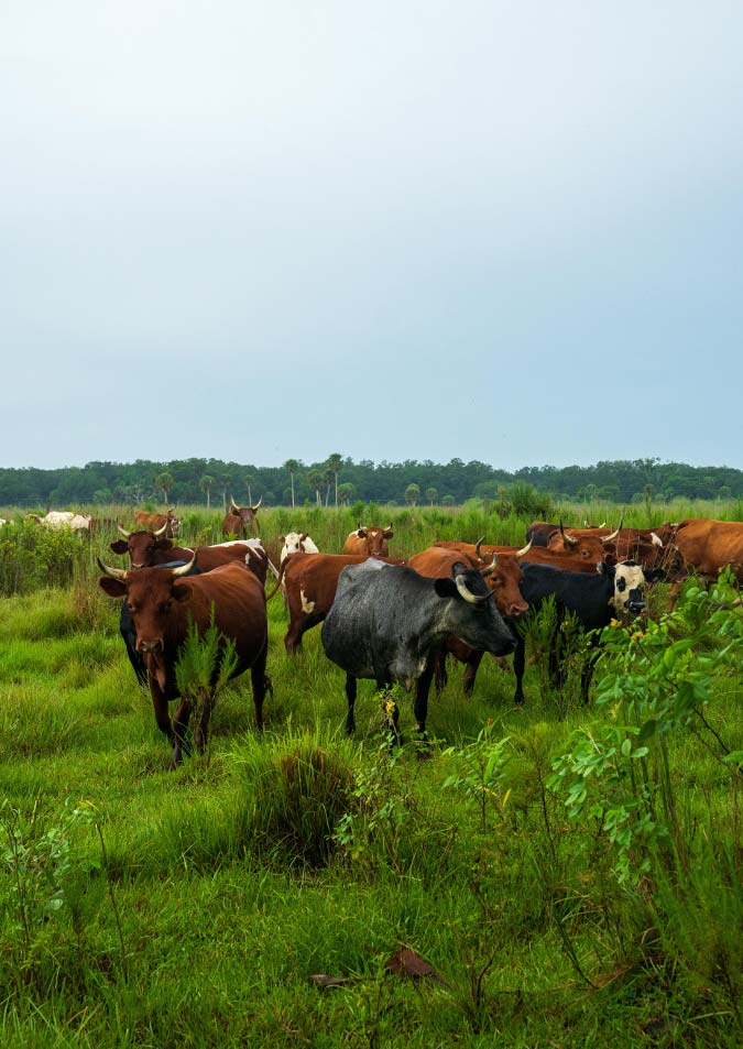 Cattle Grazing