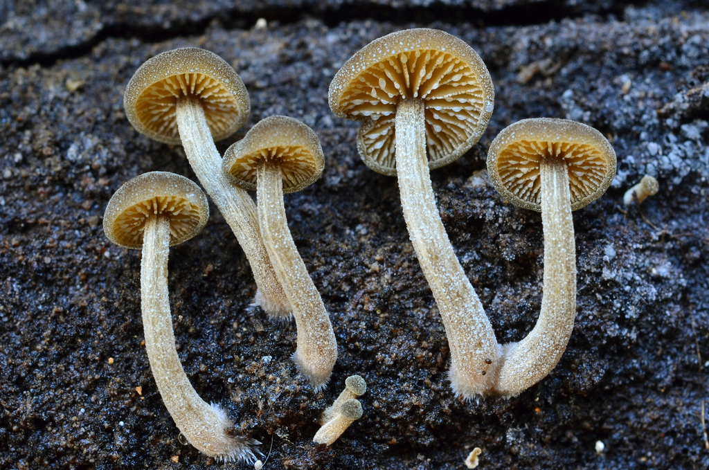 A picture of seven dingy twiglet mushrooms on a soil background.