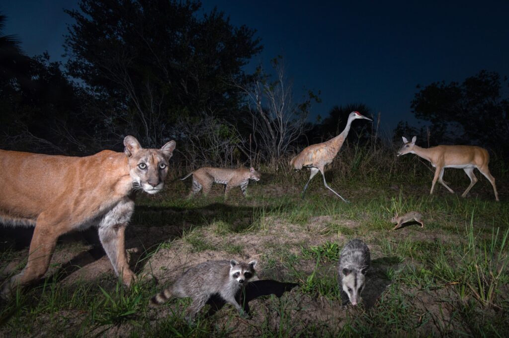 Image of a group of animals walking through a Florida field at night