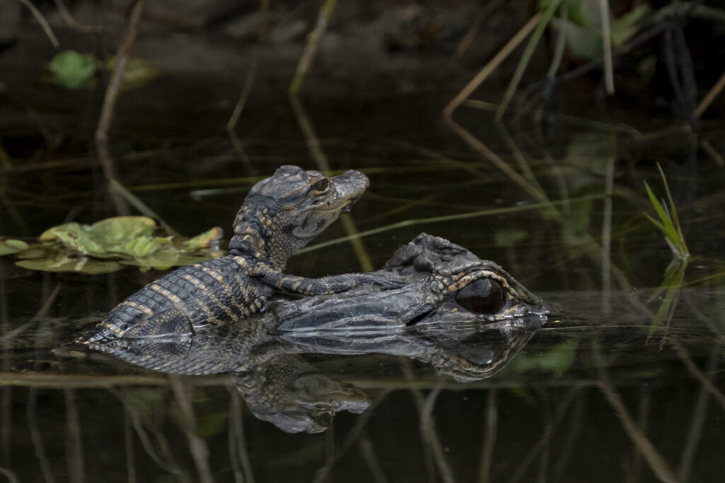 momma gator with baby