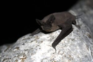 Bat Featured in Florida Nature Events in October