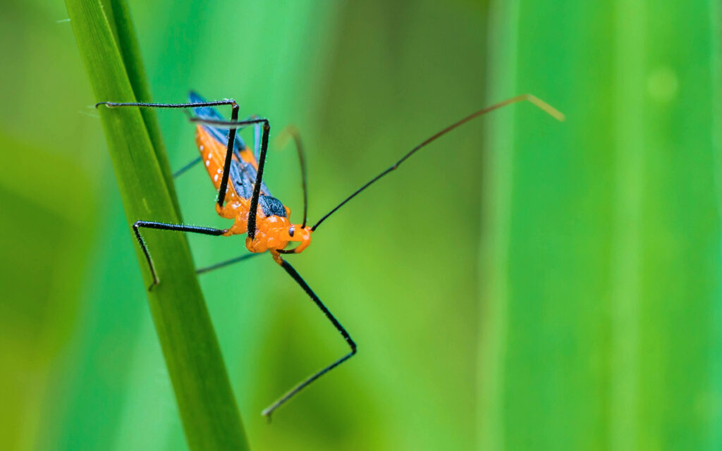 Orange bug with long antennae on green leaf - Explore Wild Florida with These 6 Nature Apps