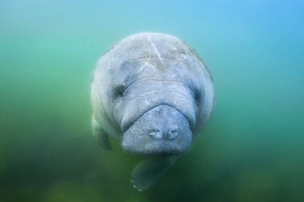 The best places to see manatees in Florida