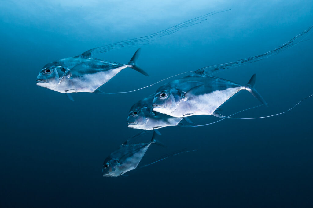 Your Beginner's Guide to Fishing in Florida - Pompano fish