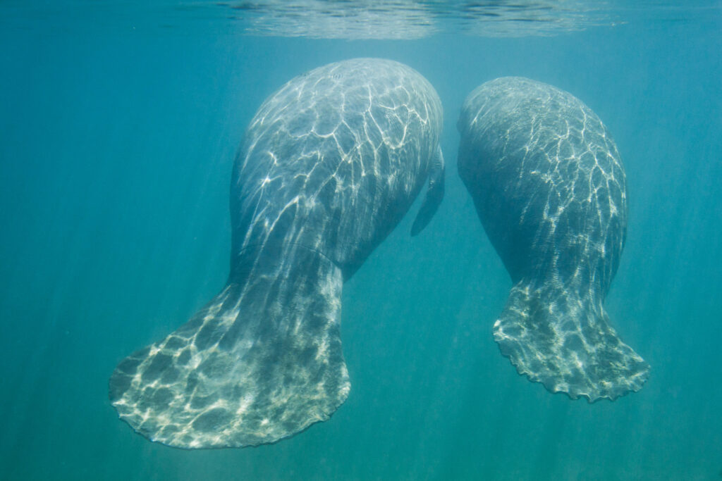 The best places to see manatees in Florida