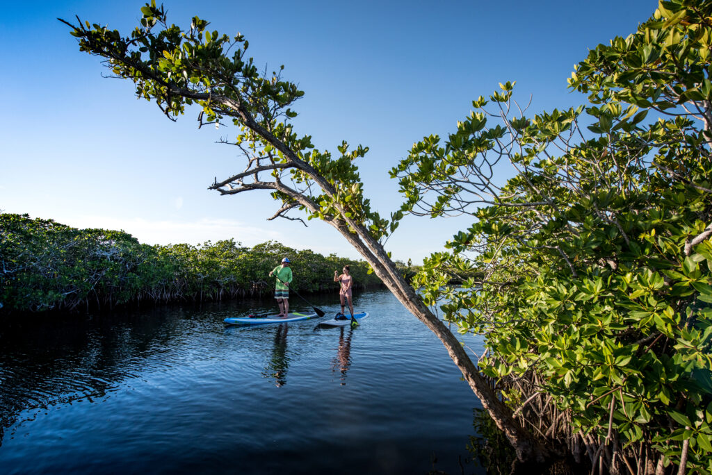 standup paddling (SUP) in the mangroves