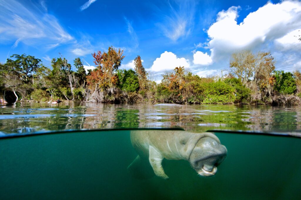 The best places to see manatees in Florida