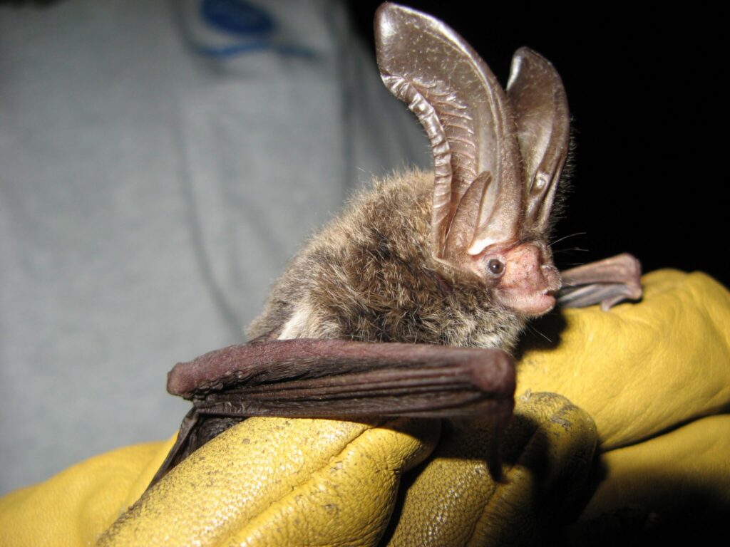 Florida Bat